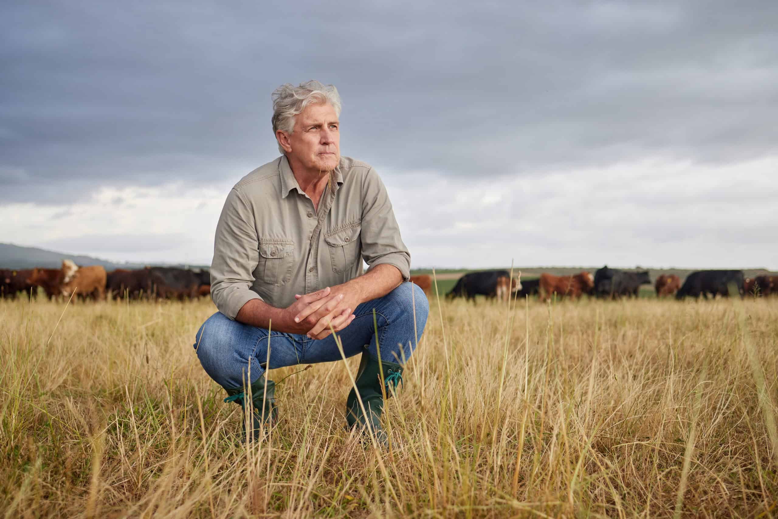 Thinking, serious and professional farmer on a field with herd of cows and calves in a open nature grass field outside on cattle farm. Agriculture man, worker or business owner looking at countryside.